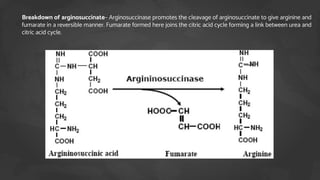 Breakdown of arginosuccinate– Arginosuccinase promotes the cleavage of arginosuccinate to give arginine and
fumarate in a reversible manner. Fumarate formed here joins the citric acid cycle forming a link between urea and
citric acid cycle.
 