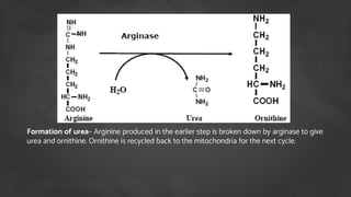 1. Formation of urea– Arginine produced in the earlier step is broken down by arginase to give
urea and ornithine. Ornithine is recycled back to the mitochondria for the next cycle.
 