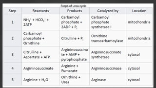 Steps of urea cycle
 
