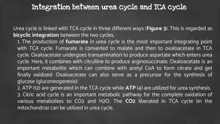 Urea cycle is linked with TCA cycle in three different ways (Figure 3). This is regarded as
bicyclic integration between the two cycles.
• 1. The production of fumarate in urea cycle is the most important integrating point
with TCA cycle. Fumarate is converted to malate and then to oxaloacetate in TCA
cycle. Oxaloacetate undergoes transamination to produce aspartate which enters urea
cycle. Here, it combines with citrulline to produce arginosuccinate. Oxaloacetate is an
important metabolite which can combine with acetyl CoA to form citrate and get
finally oxidized. Oxaloacetate can also serve as a precursor for the synthesis of
glucose (gluconeogenesis).
• 2. ATP (12) are generated in the TCA cycle while ATP (4) are utilized for urea synthesis.
• 3. Citric acid cycle is an important metabolic pathway for the complete oxidation of
various metabolites to CO2 and H2O. The CO2 liberated in TCA cycle (in the
mitochondria) can be utilized in urea cycle.
Integration between urea cycle and TCA cycle
 