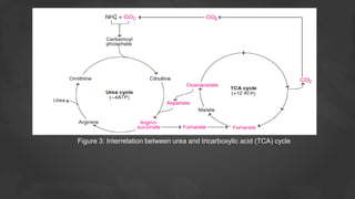 Figure 3: Interrelation between urea and tricarboxylic acid (TCA) cycle
 