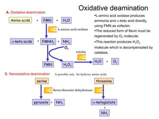 Amino Acid Metabolism.ppt definition and | PPT