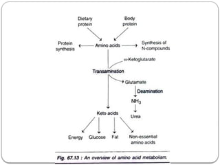 Amino acid metabolism in organnisms.pptx