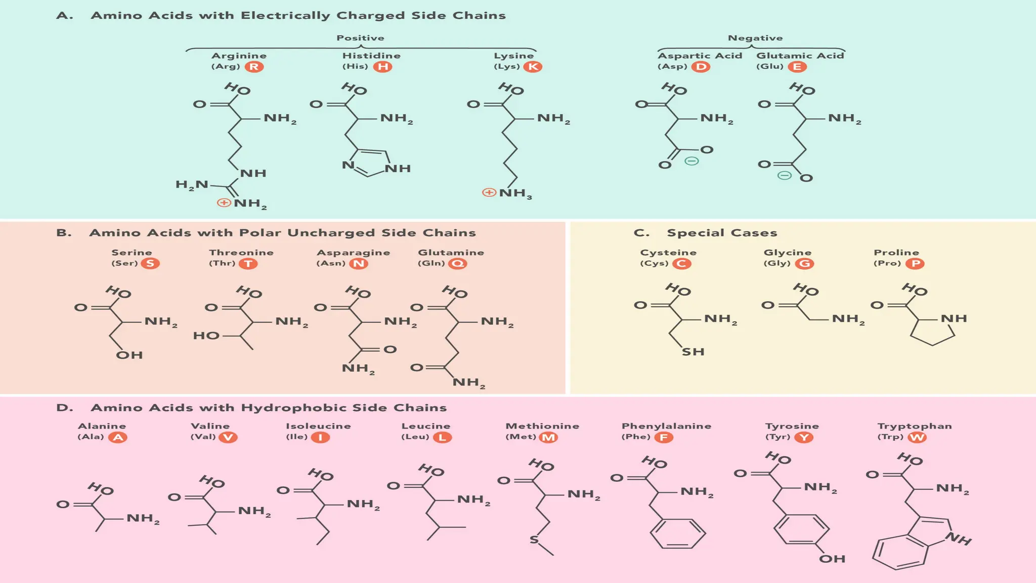 Amino acid metabolism (Amino Acid Deamination) | PPTX