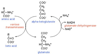 Amino acid metabolism (Amino Acid Deamination) | PPTX