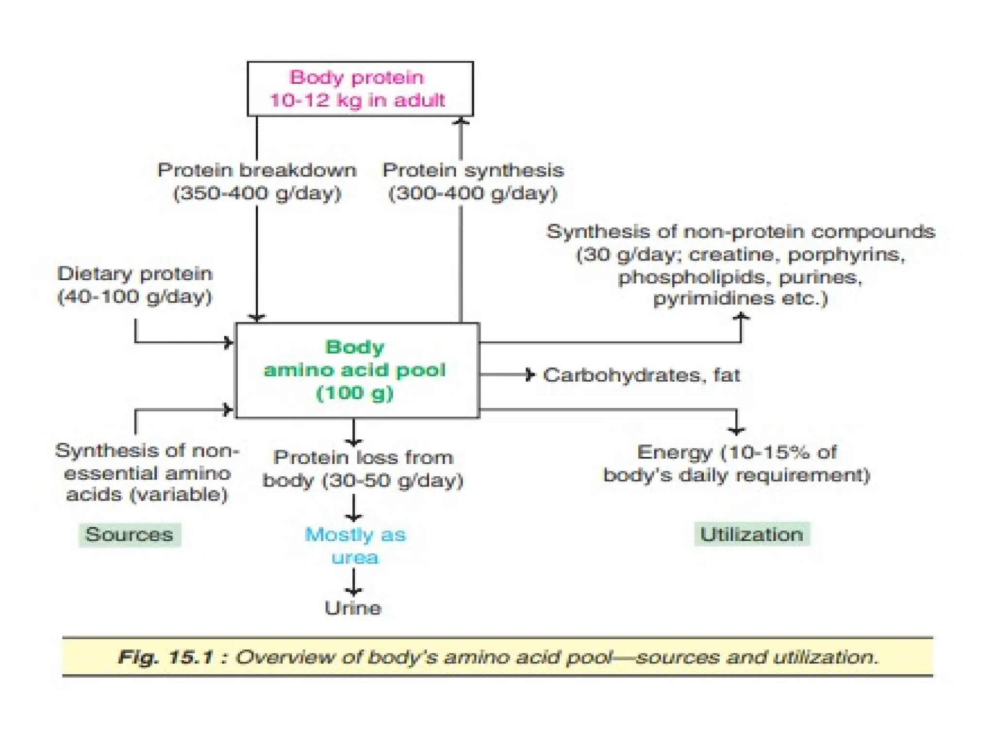 OVERVIEW OF AMINO ACID METABOLISM AND ITS SIGNFICANCE | PPTX
