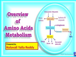 OVERVIEW OF AMINO ACID METABOLISM AND ITS SIGNFICANCE | PPTX