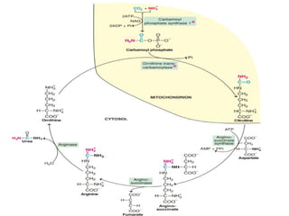 OVERVIEW OF AMINO ACID METABOLISM AND ITS SIGNFICANCE | PPTX