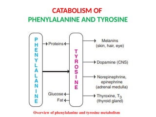 OVERVIEW OF AMINO ACID METABOLISM AND ITS SIGNFICANCE | PPTX