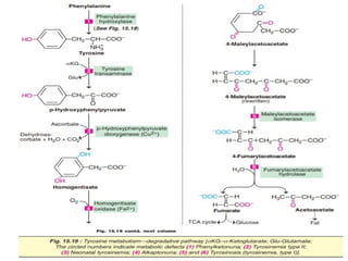 OVERVIEW OF AMINO ACID METABOLISM AND ITS SIGNFICANCE | PPTX