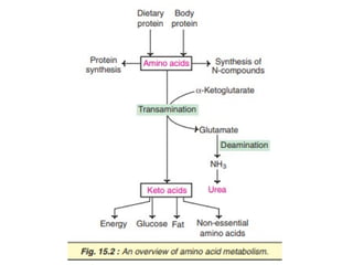 OVERVIEW OF AMINO ACID METABOLISM AND ITS SIGNFICANCE | PPTX