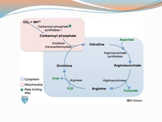 Amino Acid Metabolism and its associated Diseases.pptx