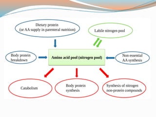 Amino Acid Metabolism and its associated Diseases.pptx