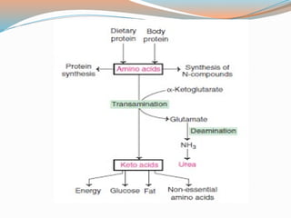 Amino Acid Metabolism and its associated Diseases.pptx