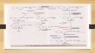 Amino Acid Metabolism B.PHARM Biochemistry | PPTX