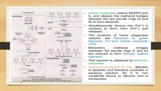 Amino Acid Metabolism B.PHARM Biochemistry | PPTX
