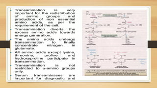 Amino Acid Metabolism B.PHARM Biochemistry | PPTX