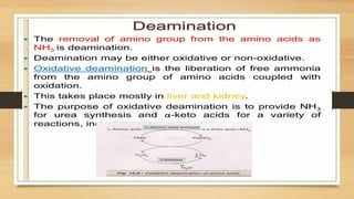 Amino Acid Metabolism B.PHARM Biochemistry | PPTX