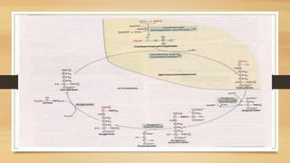 Amino Acid Metabolism b.pharm biochemistry | PPTX