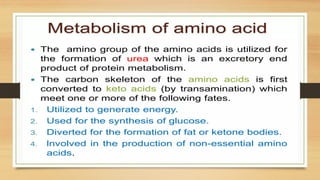 Amino Acid Metabolism b.pharm biochemistry | PPTX
