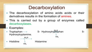 Amino Acid Metabolism b.pharm biochemistry | PPTX