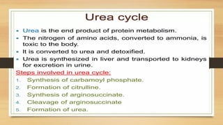 Amino Acid Metabolism b.pharm biochemistry | PPTX