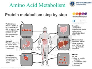 Amino Acid Metabolism
*
http://www.mysportscience.com/single-post/2017/10/18/How-much-protein-do-I-need-to-eat-to-build-muscle
 