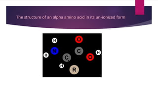 The structure of an alpha amino acid in its un-ionized form
 