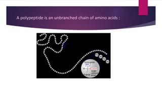 A polypeptide is an unbranched chain of amino acids :
 