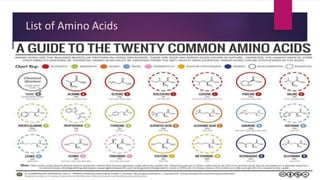 List of Amino Acids
 