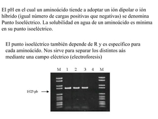 El pH en el cual un aminoácido tiende a adoptar un ión dipolar o ión híbrido (igual número de cargas positivas que negativas) se denomina Punto Isoeléctrico. La solubilidad en agua de un aminoácido es mínima en su punto isoeléctrico. El punto isoeléctrico también depende de R y es específico para cada aminoácido. Nos sirve para separar los distintos aás mediante una campo eléctrico (electroforesis)