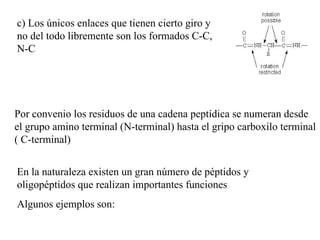 c) Los únicos enlaces que tienen cierto giro y no del todo libremente son los formados C-C, N-C Por convenio los residuos de una cadena peptídica se numeran desde el grupo amino terminal (N-terminal) hasta el gripo carboxilo terminal ( C-terminal) En la naturaleza existen un gran número de péptidos y oligopéptidos que realizan importantes funciones Algunos ejemplos son: