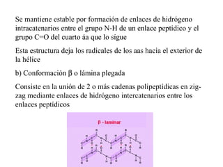 Se mantiene estable por formación de enlaces de hidrógeno intracatenarios entre el grupo N-H de un enlace peptídico y el grupo C=O del cuarto áa que lo sigue Esta estructura deja los radicales de los aas hacia el exterior de la hélice b) Conformación o lámina plegada Consiste en la unión de 2 o más cadenas polipeptídicas en zig-zag mediante enlaces de hidrógeno intercatenarios entre los enlaces peptídicos