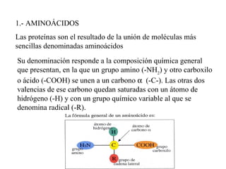 1.- AMINOÁCIDOS Las proteínas son el resultado de la unión de moléculas más sencillas denominadas aminoácidos Su denominación responde a la composición química general que presentan, en la que un grupo amino (-NH 2 ) y otro carboxilo o ácido (-COOH) se unen a un carbono (-C-). Las otras dos valencias de ese carbono quedan saturadas con un átomo de hidrógeno (-H) y con un grupo químico variable al que se denomina radical (-R).