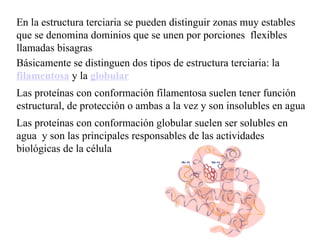 En la estructura terciaria se pueden distinguir zonas muy estables que se denomina dominios que se unen por porciones flexibles llamadas bisagras Básicamente se distinguen dos tipos de estructura terciaria: la filamentosa y la globular Las proteínas con conformación filamentosa suelen tener función estructural, de protección o ambas a la vez y son insolubles en agua Las proteínas con conformación globular suelen ser solubles en agua y son las principales responsables de las actividades biológicas de la célula