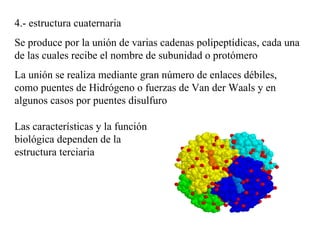 4.- estructura cuaternaria Se produce por la unión de varias cadenas polipeptídicas, cada una de las cuales recibe el nombre de subunidad o protómero La unión se realiza mediante gran número de enlaces débiles, como puentes de Hidrógeno o fuerzas de Van der Waals y en algunos casos por puentes disulfuro Las características y la función biológica dependen de la estructura terciaria