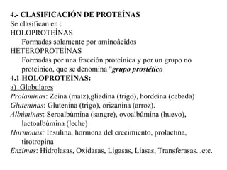 4.- CLASIFICACIÓN DE PROTEÍNAS Se clasifican en : HOLOPROTEÍNAS Formadas solamente por aminoácidos HETEROPROTEÍNAS Formadas por una fracción proteínica y por un grupo no proteínico, que se denomina " grupo prostético 4.1 HOLOPROTEÍNAS: a) Globulares Prolaminas : Zeína (maíz),gliadina (trigo), hordeína (cebada) Gluteninas : Glutenina (trigo), orizanina (arroz). Albúminas : Seroalbúmina (sangre), ovoalbúmina (huevo), lactoalbúmina (leche) Hormonas: Insulina, hormona del crecimiento, prolactina, tirotropina Enzimas : Hidrolasas, Oxidasas, Ligasas, Liasas, Transferasas...etc.