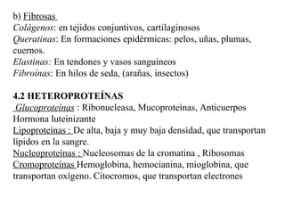 b) Fibrosas Colágenos : en tejidos conjuntivos, cartilaginosos Queratinas : En formaciones epidérmicas: pelos, uñas, plumas, cuernos. Elastinas: En tendones y vasos sanguíneos Fibroínas : En hilos de seda, (arañas, insectos) 4.2 HETEROPROTEÍNAS Glucoproteínas : Ribonucleasa, Mucoproteínas, Anticuerpos Hormona luteinizante Lipoproteínas : De alta, baja y muy baja densidad, que transportan lípidos en la sangre. Nucleoproteínas : Nucleosomas de la cromatina , Ribosomas Cromoproteínas Hemoglobina, hemocianina, mioglobina, que transportan oxígeno. Citocromos, que transportan electrones