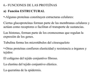 6.- FUNCIONES DE LAS PROTEÍNAS a) Función ESTRUCTURAL -Algunas prote í nas constituyen estructuras celulares: Ciertas glucoprote í nas forman parte de las membranas celulares y act ú an como receptores o facilitan el transporte de sustancias. Las histonas, forman parte de los cromosomas que regulan la expresión de los genes. Tubulina forma los microtúbulos del citoesqueleto -Otras proteínas confieren elasticidad y resistencia a órganos y tejidos: El colágeno del tejido conjuntivo fibroso. La elastina del tejido conjuntivo elástico. La queratina de la epidermis.