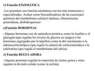b ) Función ENZIMÁTICA -Las proteínas con función enzimática son las más numerosas y especializadas. Actúan como biocatalizadores de las reacciones químicas del metabolismo celular. Catalasas, ribonucleasas, peroxidasas, deshidrogenasas c) Función HORMONAL -Algunas hormonas son de naturaleza prot e ica, como la insulina y el glucagón (que regulan los niveles de glucosa en sangre) o las hormonas segregadas por la hipófisis como la del crecimiento o la adrenocorticotrópica (que regula la síntesis de corticosteroides) o la calcitonina (que regula el metabolismo del calcio). d ) Función REGULADORA -Algunas proteínas regulan la expresión de ciertos genes y otras regulan la división celular (como la ciclina).