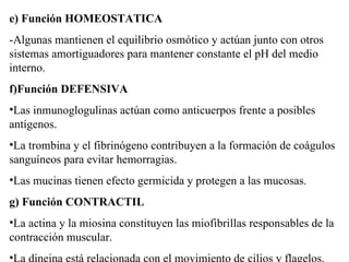 e) Función HOMEOSTATICA -Algunas mantienen el equilibrio osmótico y actúan junto con otros sistemas amortiguadores para mantener constante el pH del medio interno. f) Función DEFENSIVA Las inmunoglogulinas actúan como anticuerpos frente a posibles antígenos. La trombina y el fibrinógeno contribuyen a la formación de coágulos sanguíneos para evitar hemorragias. Las mucinas tienen efecto germicida y protegen a las mucosas. g) Función CONTRACTIL La actina y la miosina constituyen las miofibrillas responsables de la contracción muscular. La dineina está relacionada con el movimiento de cilios y flagelos.