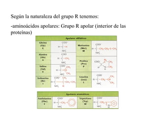 Según la naturaleza del grupo R tenemos: -aminoácidos apolares: Grupo R apolar (interior de las proteínas)   