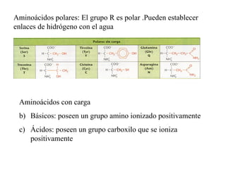 Aminoácidos polares: El grupo R es polar .Pueden establecer enlaces de hidrógeno con el agua Aminoácidos con carga Básicos: poseen un grupo amino ionizado positivamente Ácidos: poseen un grupo carboxilo que se ioniza positivamente