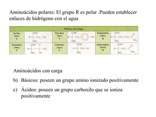 Aminoácidos polares: El grupo R es polar .Pueden establecer enlaces de hidrógeno con el agua <ul><li>Aminoácidos con carga...