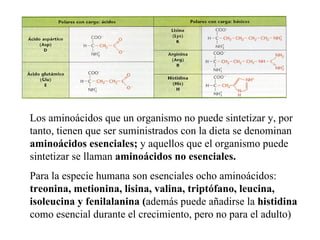Los aminoácidos que un organismo no puede sintetizar y, por tanto, tienen que ser suministrados con la dieta se denominan aminoácidos esenciales; y aquellos que el organismo puede sintetizar se llaman aminoácidos no esenciales. Para la especie humana son esenciales ocho aminoácidos: treonina, metionina, lisina, valina, triptófano, leucina, isoleucina y fenilalanina ( además puede añadirse la histidina como esencial durante el crecimiento, pero no para el adulto)