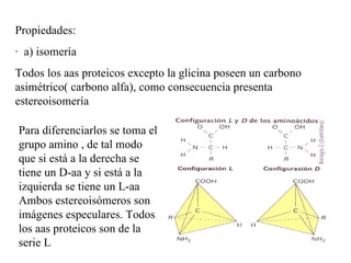 Propiedades: · a) isomería Todos los aas proteicos excepto la glicina poseen un carbono asimétrico( carbono alfa), como consecuencia presenta estereoisomería Para diferenciarlos se toma el grupo amino , de tal modo que si está a la derecha se tiene un D-aa y si está a la izquierda se tiene un L-aa Ambos estereoisómeros son imágenes especulares. Todos los aas proteicos son de la serie L