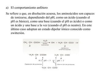 El comportamiento anfótero Se refiere a que, en disolución acuosa, los aminoácidos son capaces de ionizarse, dependiendo del pH, como un ácido (cuando el pH es básico), como una base (cuando el pH es ácido) o como un ácido y una base a la vez (cuando el pH es neutro). En este último caso adoptan un estado dipolar iónico conocido como zwitterión.