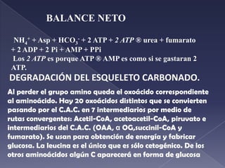 El NH4+ puede usarse para sintetizar aminoácidos haciendo la reacción al revés por el mismo enzima que ahora depende de NADPH. Enzima regulado alostéricamente. La reacción de desaminación ocurre en todas las células.              ELIMINACIÓN DEL NH4+.Si se absorbe el amonio en la sangre el α OG se convierte en glutámico y no habrán intermediarios del C.A.C..
