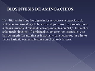   Para transportar los NH4+ hasta el hígado se adhieren a la cadena lateral de la glutamina.Al llegar al hígado se hidroliza y suelta el grupo amino: