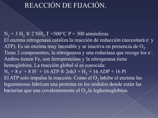 es preferentemente en las células musculares: